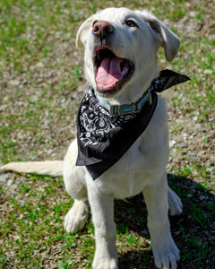 DUNE BUGGY BANDANNA